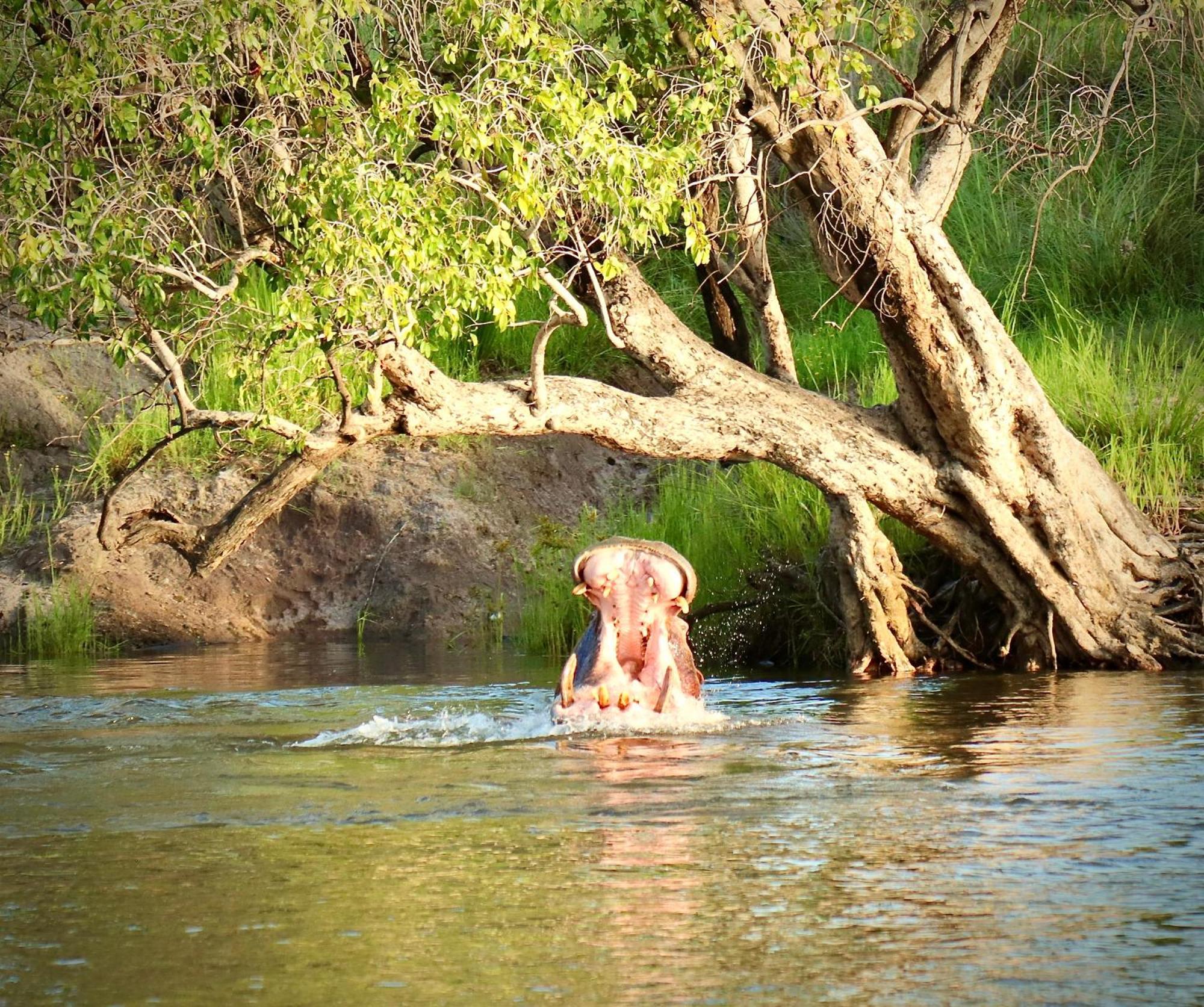 Zambezi Dusk Livingstone Exterior foto
